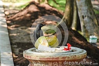 Black hungry crow sitting on the dust bin Stock Photo