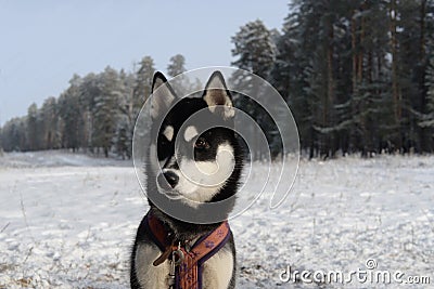 Black husky against the black forest Stock Photo