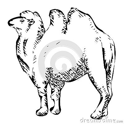Black image of stylized bactrian camel Vector Illustration