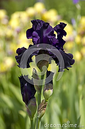 Black iris Stock Photo