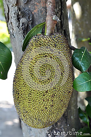 Black jack fruit Stock Photo