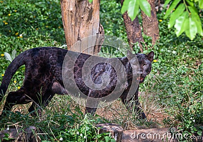 Black Panther in nature. Stock Photo