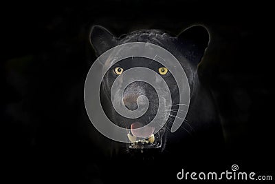 Black Jaguar face. Stock Photo