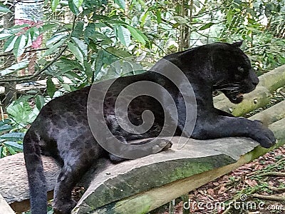 A black jaguar lying Stock Photo