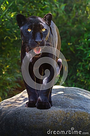 Black Jaguar - Melanistic Feline Stock Photo
