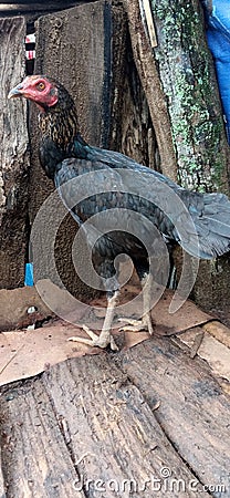 black Javanese native chicken from Indonesia Stock Photo