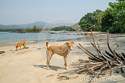 Black Johnson Beach in Sierra Leone, Africa with calm sea, ropcks, deserted beach and two dogs Stock Photo