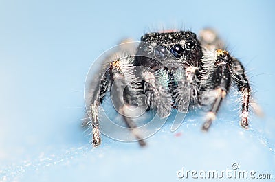 Black Johnson Jumping Spider Stock Photo