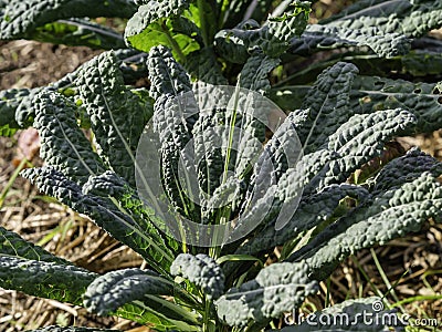 Black kale, Nero DI Toscana growing Stock Photo