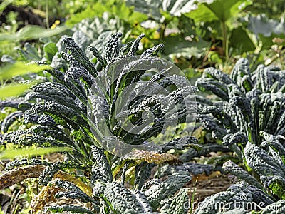 Black kale, Nero DI Toscana growing Stock Photo