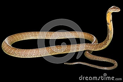 Black King Cobra Stock Photo