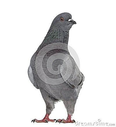 Black King Pigeon isolated on white Stock Photo