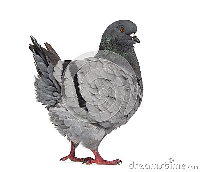 Black King Pigeon isolated on white Stock Photo