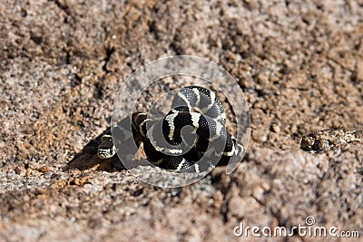 Black king snake coiled up Stock Photo