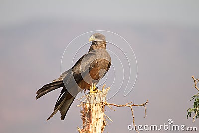 Black kite Stock Photo