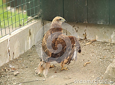 Black kite in animal rescue station Stock Photo