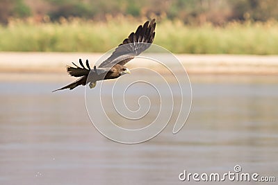 Black kite in flight Stock Photo