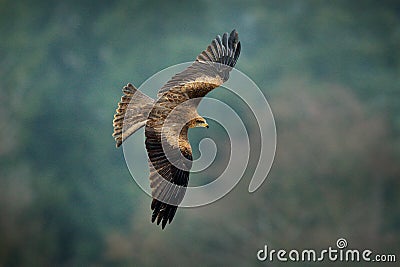 Black kite in flight, Milvus migrans, bird of prey fly above wintery meadow with snow. Hunting animal with catch. Stock Photo