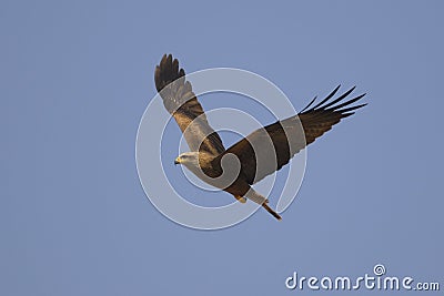 Black Kite (Milvus migrans) Stock Photo