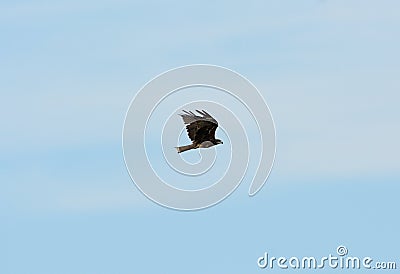 Black Kite (Milvus migrans) Stock Photo