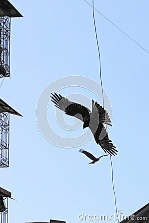 Black Kite, Dharavi, Mumbai, Maharashtra, India Stock Photo