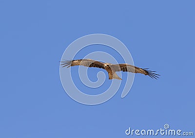 The black kite Milvus migrans flying in the blue sky Stock Photo