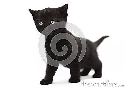 Black kitten cat Stock Photo