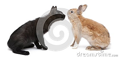 Black kitten face to face with rabbit in front of white background Stock Photo