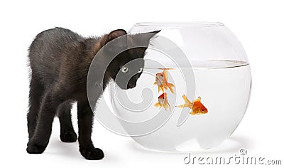 Black kitten looking at Goldfish Stock Photo