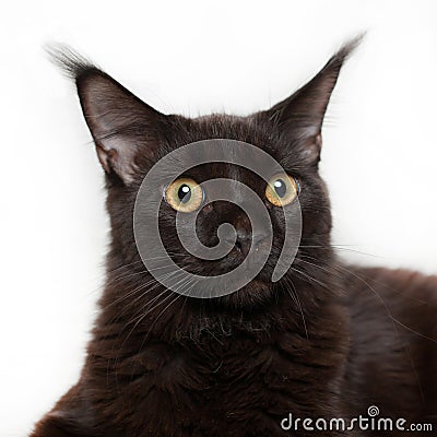 Black kitten maine coon on white background. Stock Photo