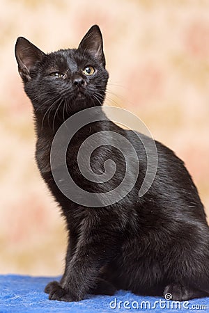 Black kitten with narrowed eyes Stock Photo