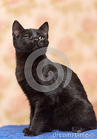 Black kitten with narrowed eyes Stock Photo