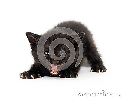 Black kitten ready to attack Stock Photo