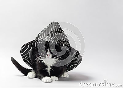 Black kitten with white paws under a striped black hat Stock Photo