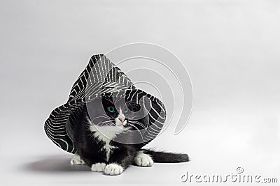 black kitten with white paws under a striped black hat Stock Photo