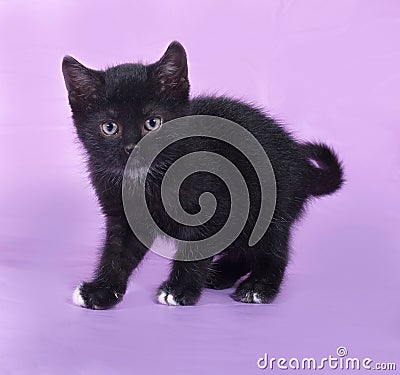 Black kitten with a white spot stands on lilac Stock Photo