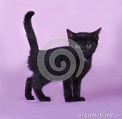 Black kitten with a white spot stands on lilac Stock Photo