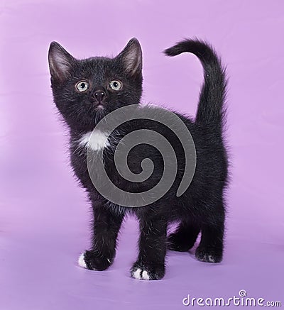 Black kitten with a white spot stands on lilac Stock Photo