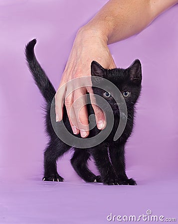 Black kitten with a white spot stands on lilac Stock Photo