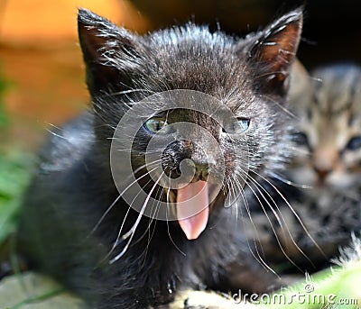 Black kitten yawning Stock Photo