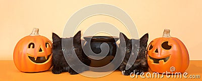 Black kittens happy halloween banner format Stock Photo