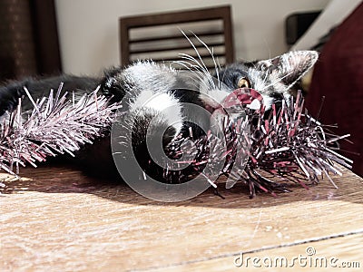 Black kitty with white paws and snout laying on a wooden table hugging silver and pink tinsel. One eye looks at the camera Stock Photo