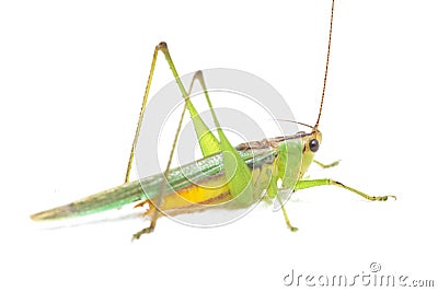 The black-kneed conehead or black-kneed meadow katydid Conocephalus melaenus, isolated on white Stock Photo