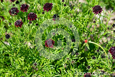 Black Knight or Pin Cushion Flower - Scabiosa Atropurpurea Stock Photo