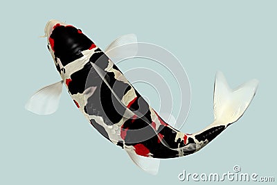 Black Koi Fish Stock Photo