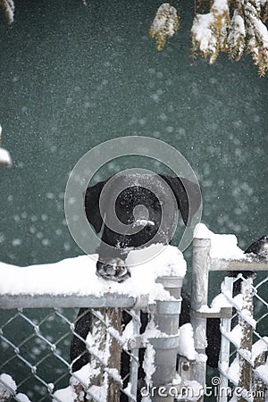 Black lab puppy peeking over a snowy fence. Stock Photo