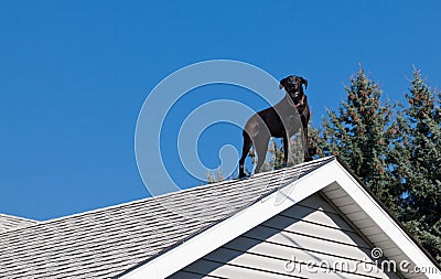 Black Lab on the Roof Stock Photo