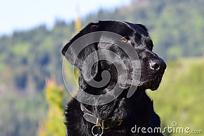 Black Lab at the Sawtooths Stock Photo