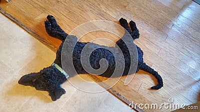 Black labradoodle dog Stock Photo