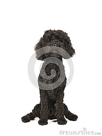 Black labradoodle dog sitting on a white background Stock Photo